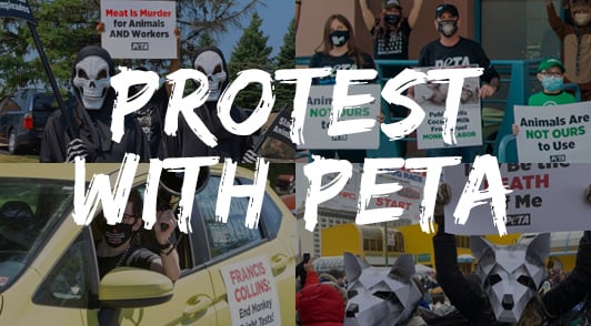 Protest with PETA