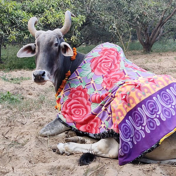 Blankets for Bullocks