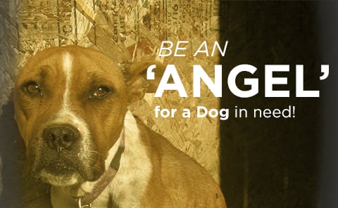 A happy dog with a home