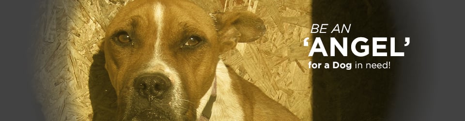 A happy dog with a home