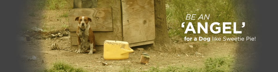 A happy dog with a home