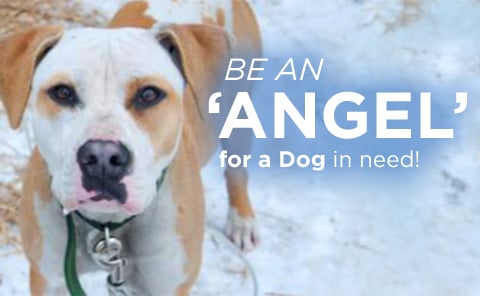 A happy dog with a home