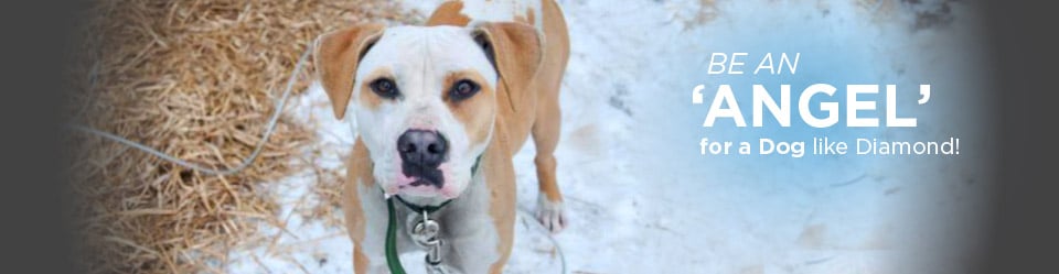 A happy dog with a home