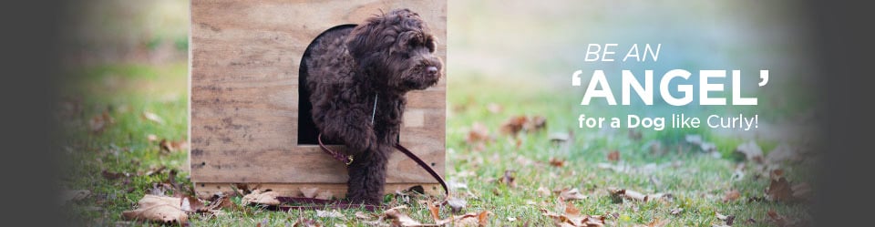 A happy dog with a home