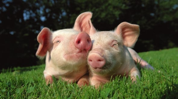 Two Pigs in Grass