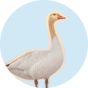 Gustavo the goose