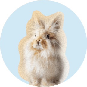 Ramona the angora rabbit