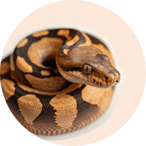 Sable the snake